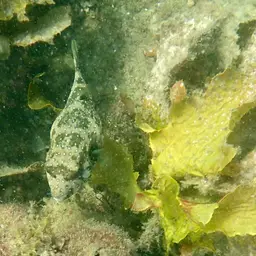Whitespotted Puffer, photo 9