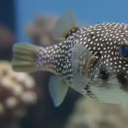 Whitespotted Puffer, photo 10