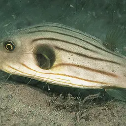 Narrow-lined Puffer, photo 1