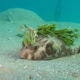 Narrow-lined Puffer, photo 2