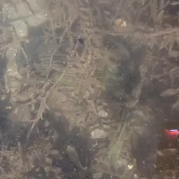Narrow-lined Puffer, photo 4