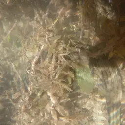 Narrow-lined Puffer, photo 5