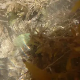 Narrow-lined Puffer, photo 6