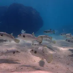 Narrow-lined Puffer, photo 7