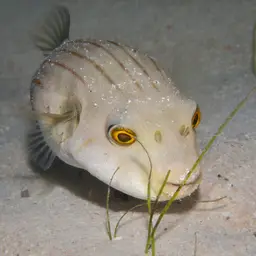 Narrow-lined Puffer, photo 8