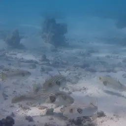 Narrow-lined Puffer, photo 10