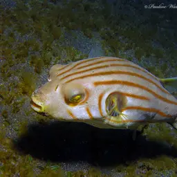 Narrow-lined Puffer, photo 11