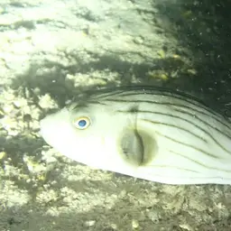 Narrow-lined Puffer, photo 12