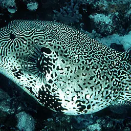 Scribbled Pufferfish, photo 1