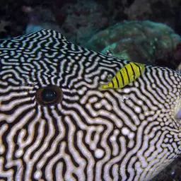 Scribbled Pufferfish, photo 2