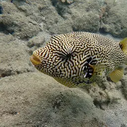Scribbled Pufferfish, photo 3