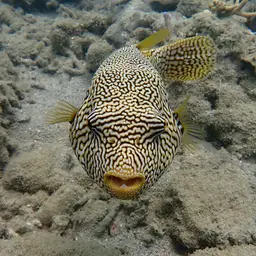Scribbled Pufferfish, photo 4
