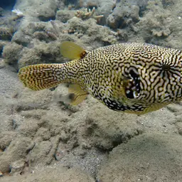Scribbled Pufferfish, photo 5