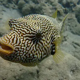 Scribbled Pufferfish, photo 7