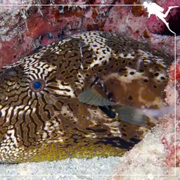 Scribbled Pufferfish, photo 8