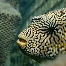 Scribbled Pufferfish, photo 9