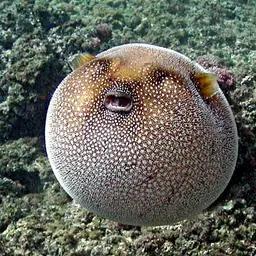 Guineafowl Puffer