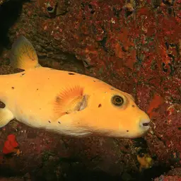 Guineafowl Puffer, photo 2