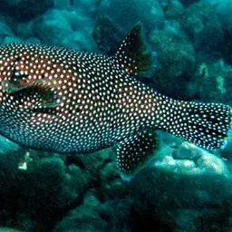 Guineafowl Puffer, photo 3