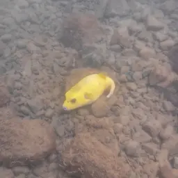 Guineafowl Puffer, photo 5