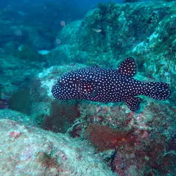 Guineafowl Puffer, photo 6