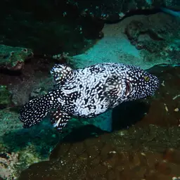 Guineafowl Puffer, photo 7