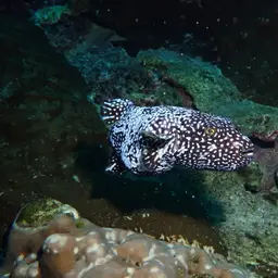 Guineafowl Puffer, photo 8