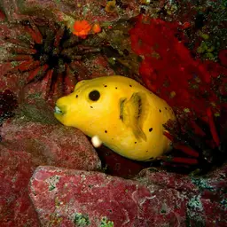 Guineafowl Puffer, photo 9
