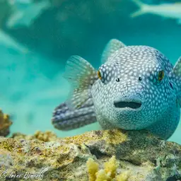 Guineafowl Puffer, photo 10