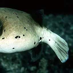 Black-spotted Pufferfish