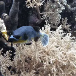 Black-spotted Pufferfish, photo 2