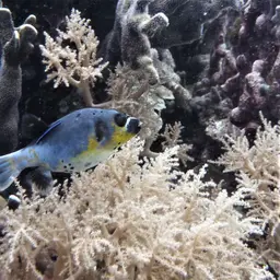 Black-spotted Pufferfish, photo 3