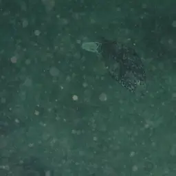 Black-spotted Pufferfish, photo 4