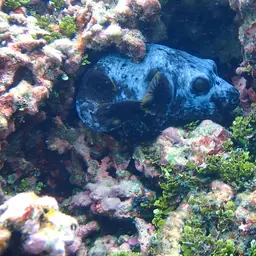 Black-spotted Pufferfish, photo 5
