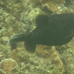 Black-spotted Pufferfish, photo 6