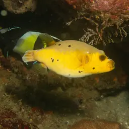 Black-spotted Pufferfish, photo 7