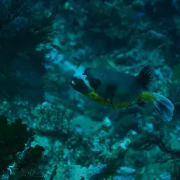 Black-spotted Pufferfish, photo 9