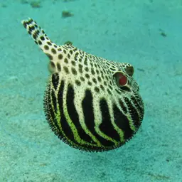 Stellate Puffer, photo 1