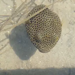 Stellate Puffer, photo 2