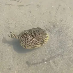 Stellate Puffer, photo 3