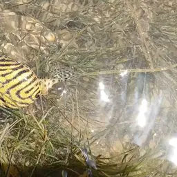 Stellate Puffer, photo 4