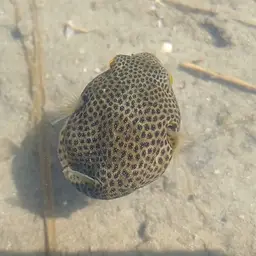 Stellate Puffer, photo 5