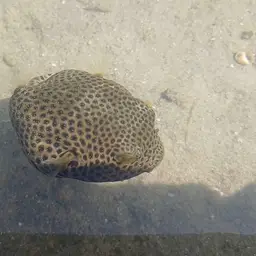 Stellate Puffer, photo 6