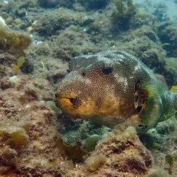 Stellate Puffer, photo 7