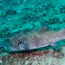 Stellate Puffer, photo 8