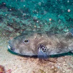 Stellate Puffer, photo 9