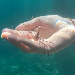 arrow crab, photo 2
