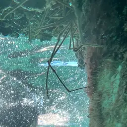 arrow crab, photo 3