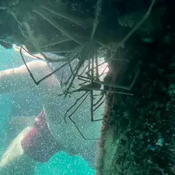 arrow crab, photo 4