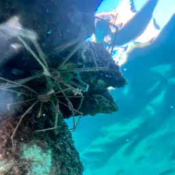 arrow crab, photo 5